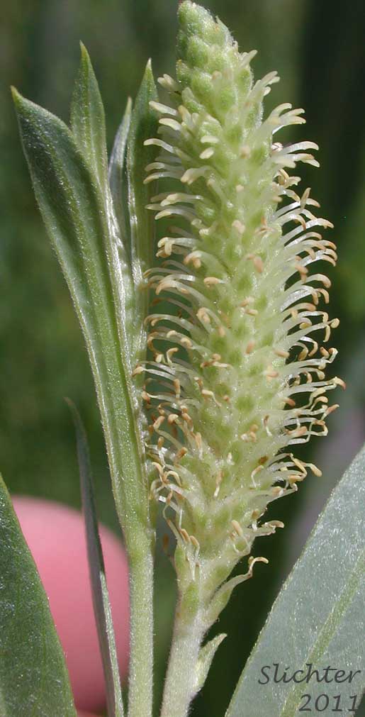Female inflorescence of Columbia River Willow, Coyote Willow, Narrowleaf Willow: Salix exigua(Synonyms: Salix argophylla, Salix exigua var. angustissima, Salix exigua var. columbiana, Salix exigua var. exigua, Salix exigua var. hindsiana, Salix exigua var. luteosericea, Salix exigua var. nevadensis, Salix exigua var. stenophylla, Salix exigua var. virens, Salix parishiana)