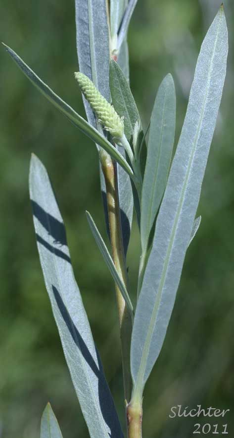 Female inflorescence and ventral leaf surfaces of Columbia River Willow, Coyote Willow, Narrowleaf Willow: Salix exigua(Synonyms: Salix argophylla, Salix exigua var. angustissima, Salix exigua var. columbiana, Salix exigua var. exigua, Salix exigua var. hindsiana, Salix exigua var. luteosericea, Salix exigua var. nevadensis, Salix exigua var. stenophylla, Salix exigua var. virens, Salix parishiana)