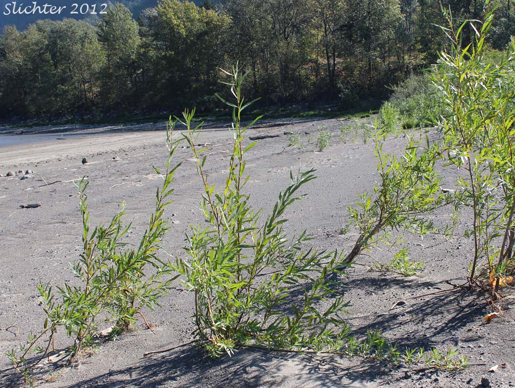 Columbia River Willow, Coyote Willow, Narrowleaf Willow: Salix exigua(Synonyms: Salix argophylla, Salix exigua var. angustissima, Salix exigua var. columbiana, Salix exigua var. exigua, Salix exigua var. hindsiana, Salix exigua var. luteosericea, Salix exigua var. nevadensis, Salix exigua var. stenophylla, Salix exigua var. virens, Salix parishiana)