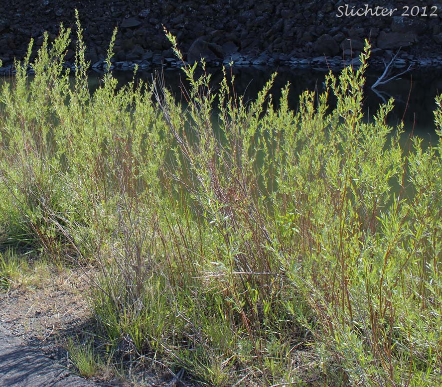 Habitat of Columbia River Willow, Coyote Willow, Narrowleaf Willow: Salix exigua(Synonyms: Salix argophylla, Salix exigua var. angustissima, Salix exigua var. columbiana, Salix exigua var. exigua, Salix exigua var. hindsiana, Salix exigua var. luteosericea, Salix exigua var. nevadensis, Salix exigua var. stenophylla, Salix exigua var. virens, Salix parishiana)