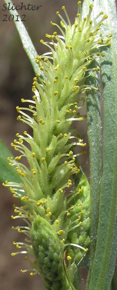 Close-up of a male catkin of Columbia River Willow, Coyote Willow, Narrowleaf Willow: Salix exigua(Synonyms: Salix argophylla, Salix exigua var. angustissima, Salix exigua var. columbiana, Salix exigua var. exigua, Salix exigua var. hindsiana, Salix exigua var. luteosericea, Salix exigua var. nevadensis, Salix exigua var. stenophylla, Salix exigua var. virens, Salix parishiana)
