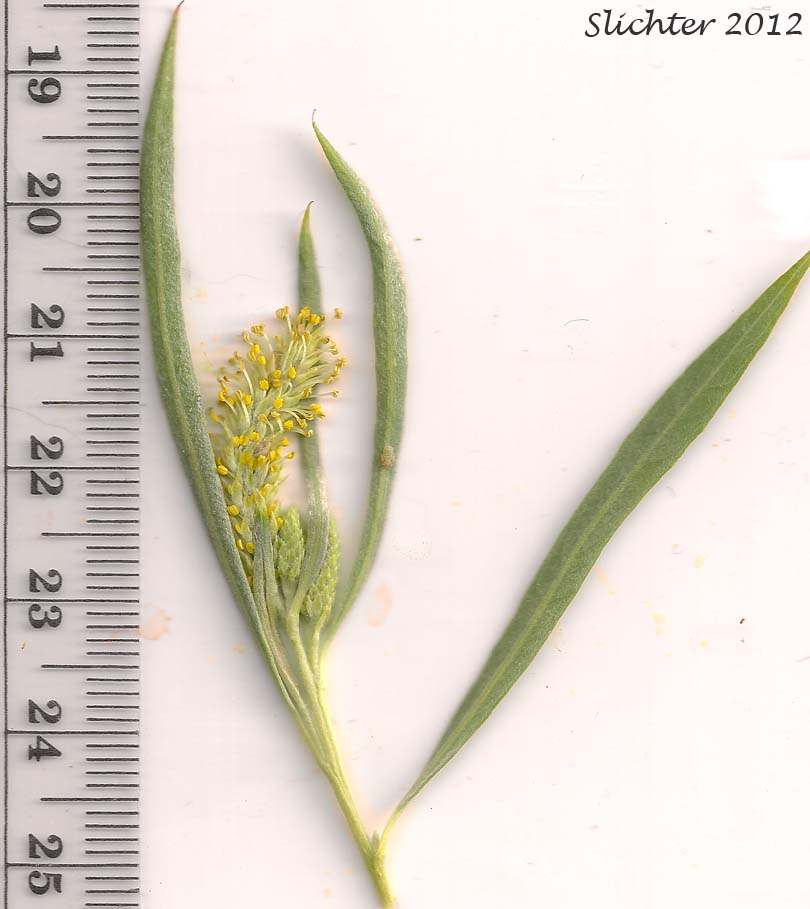Male catkin and leaves of Columbia River Willow, Coyote Willow, Narrowleaf Willow: Salix exigua(Synonyms: Salix argophylla, Salix exigua var. angustissima, Salix exigua var. columbiana, Salix exigua var. exigua, Salix exigua var. hindsiana, Salix exigua var. luteosericea, Salix exigua var. nevadensis, Salix exigua var. stenophylla, Salix exigua var. virens, Salix parishiana)
