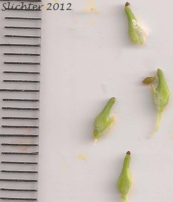 Close-up of the ovaries of Columbia River Willow, Coyote Willow, Narrowleaf Willow: Salix exigua(Synonyms: Salix argophylla, Salix exigua var. angustissima, Salix exigua var. columbiana, Salix exigua var. exigua, Salix exigua var. hindsiana, Salix exigua var. luteosericea, Salix exigua var. nevadensis, Salix exigua var. stenophylla, Salix exigua var. virens, Salix parishiana)