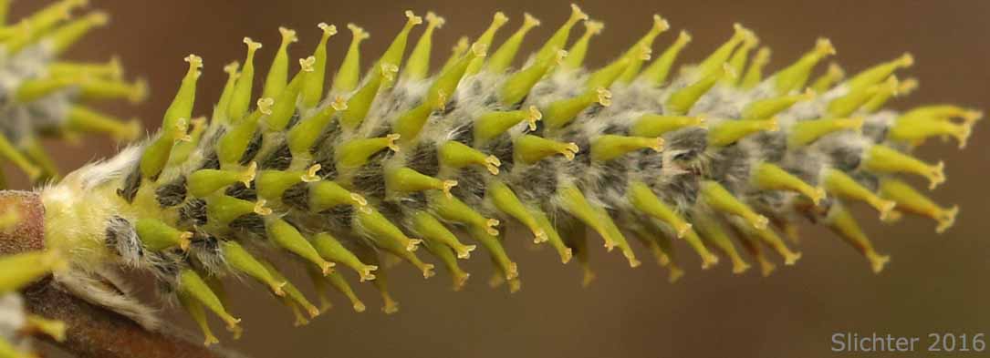 Female catkin of Coastal Willow, Dune Willow, Hooker's Willow: Salix hookeriana (Synonyms: Salix amplifolia, Salix hookeriana var. laurifolia, Salix hookeriana var. tomentosa, Salix piperi)