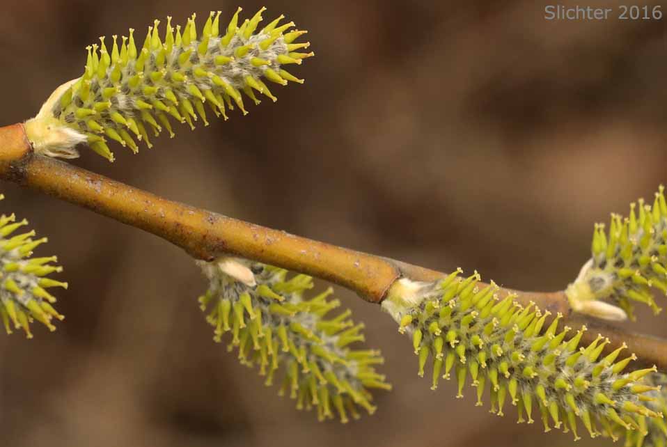 Female catkins of Coastal Willow, Dune Willow, Hooker's Willow: Salix hookeriana (Synonyms: Salix amplifolia, Salix hookeriana var. laurifolia, Salix hookeriana var. tomentosa, Salix piperi)