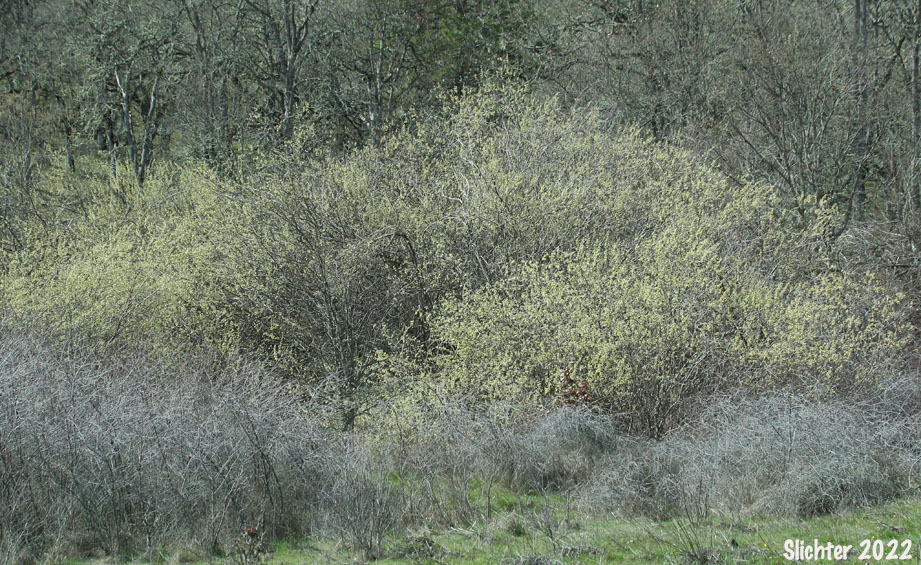 Habitat of Coastal Willow, Dune Willow, Hooker's Willow: Salix hookeriana (Synonyms: Salix amplifolia, Salix hookeriana var. laurifolia, Salix hookeriana var. tomentosa, Salix piperi)