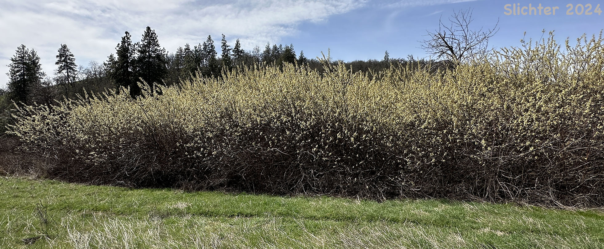 Coastal Willow, Dune Willow, Hooker's Willow: Salix hookeriana (Synonyms: Salix amplifolia, Salix hookeriana var. laurifolia, Salix hookeriana var. tomentosa, Salix piperi)