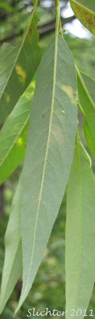 Ventral surface of a leaf of Pacific Willow, Red Willow: Salix lasiandra var. lasiandra (Synonyms: Salix lasiandra, Salix lasiandra var. abramsii, Salix lasiandra var. lancifolia, Salix lasiandra var. lyallii, Salix lasiandra var. macrophylla, Salix lasiandra var. recomponens, Salix lucida ssp. lasiandra)