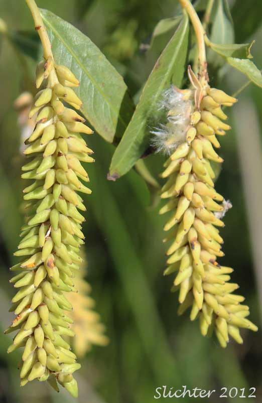Female catkins of Pacific Willow, Red Willow: Salix lasiandra var. lasiandra (Synonyms: Salix lasiandra, Salix lasiandra var. abramsii, Salix lasiandra var. lancifolia, Salix lasiandra var. lyallii, Salix lasiandra var. macrophylla, Salix lasiandra var. recomponens, Salix lucida ssp. lasiandra)
