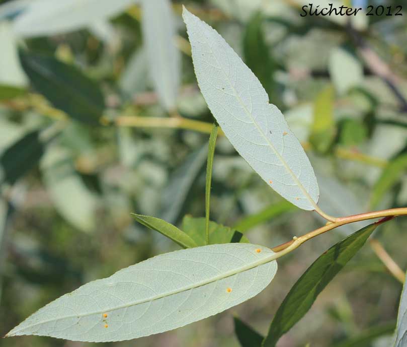 Lower leaf surfaces of Pacific Willow, Red Willow: Salix lasiandra var. lasiandra (Synonyms: Salix lasiandra, Salix lasiandra var. abramsii, Salix lasiandra var. lancifolia, Salix lasiandra var. lyallii, Salix lasiandra var. macrophylla, Salix lasiandra var. recomponens, Salix lucida ssp. lasiandra)