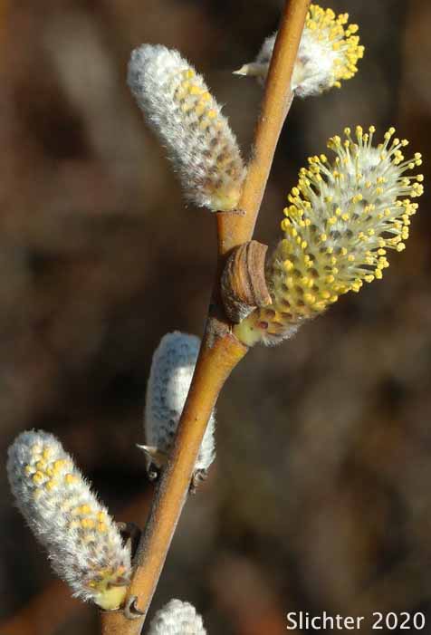 Male catkin of Arroyo Willow: Salix lasiolepis (Synonyms: Salix lasiolepis var. bakeri, Salix lasiolepis var. bigelovii, Salix lasiolepis var. lasiolepis)