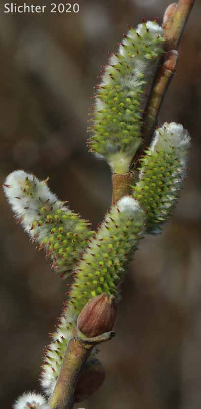 Arroyo Willow: Salix lasiolepis (Synonyms: Salix lasiolepis var. bakeri, Salix lasiolepis var. bigelovii, Salix lasiolepis var. lasiolepis)