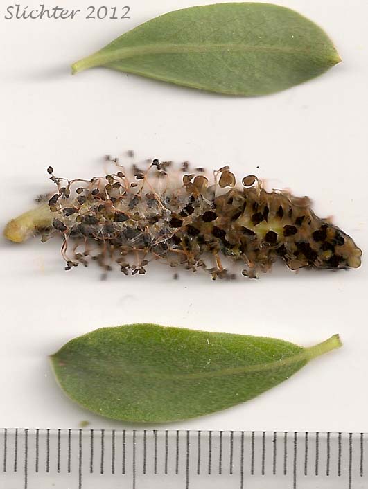 Male catkin and young leaves of Arroyo Willow: Salix lasiolepis (Synonyms: Salix lasiolepis var. bakeri, Salix lasiolepis var. bigelovii, Salix lasiolepis var. lasiolepis)