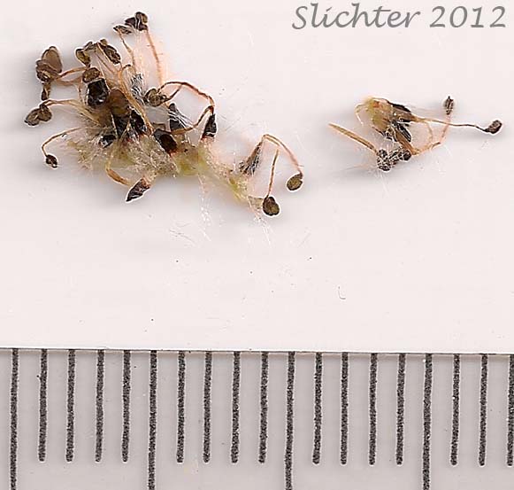 Staminate flowers and bracts of Arroyo Willow: Salix lasiolepis (Synonyms: Salix lasiolepis var. bakeri, Salix lasiolepis var. bigelovii, Salix lasiolepis var. lasiolepis)
