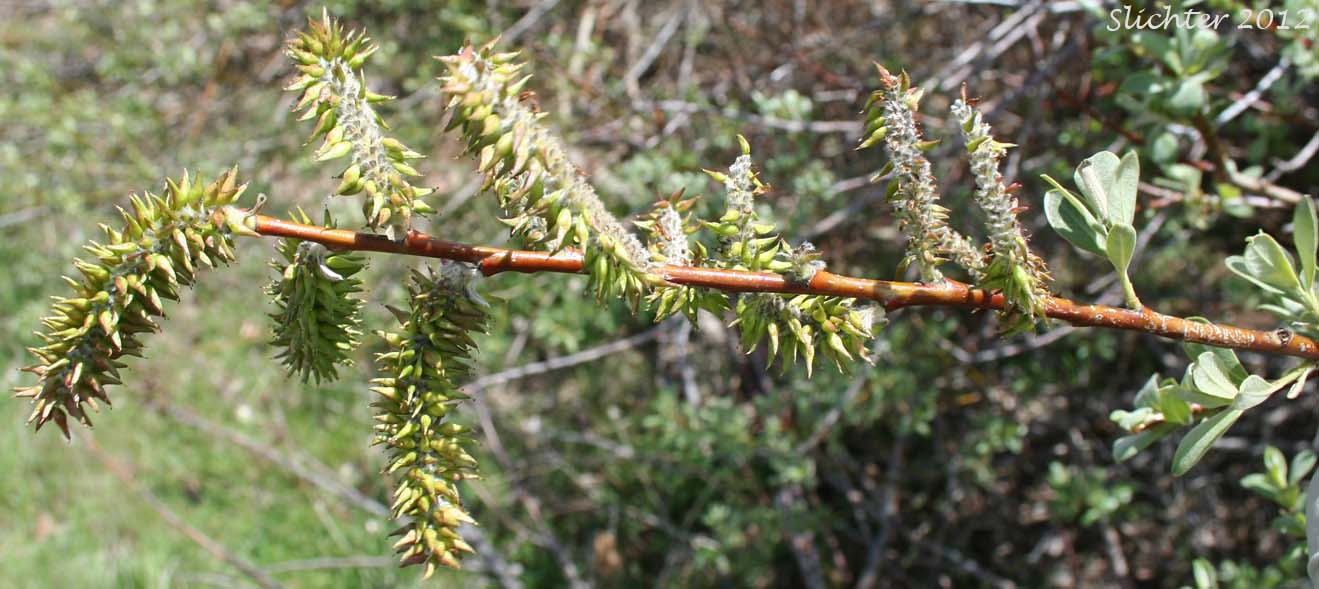 Pistillate catkins and leaves of Arroyo Willow: Salix lasiolepis (Synonyms: Salix lasiolepis var. bakeri, Salix lasiolepis var. bigelovii, Salix lasiolepis var. lasiolepis)