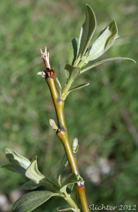 Leaves and twig of Arroyo Willow: Salix lasiolepis (Synonyms: Salix lasiolepis var. bakeri, Salix lasiolepis var. bigelovii, Salix lasiolepis var. lasiolepis)