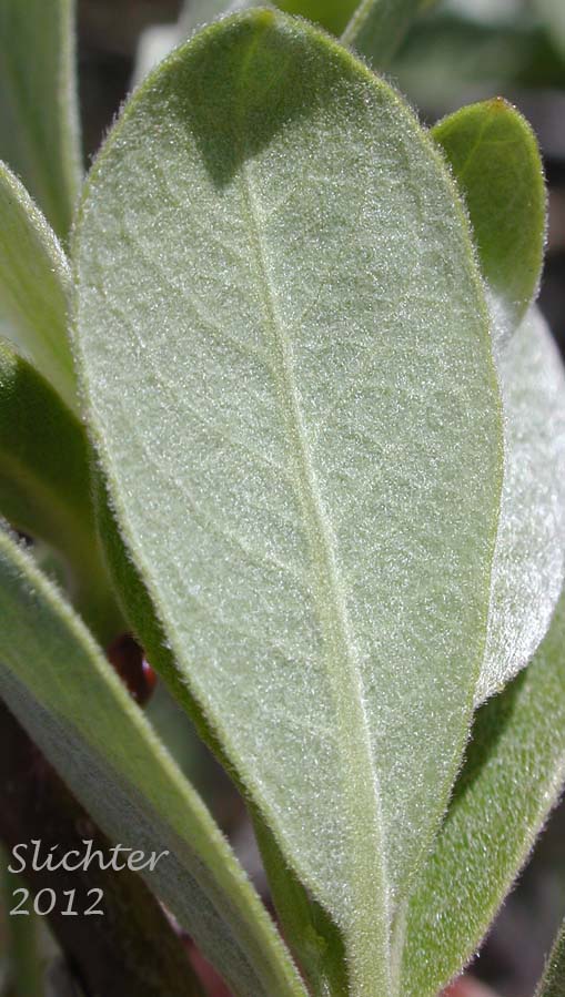 Ventral surface of a young leaf of Arroyo Willow: Salix lasiolepis (Synonyms: Salix lasiolepis var. bakeri, Salix lasiolepis var. bigelovii, Salix lasiolepis var. lasiolepis)