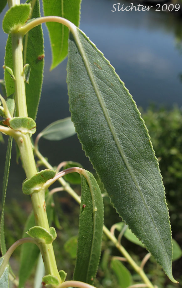 Ventral leaf surface of Pacific Willow, Red Willow: Salix lasiandra var. lasiandra (Synonyms: Salix lasiandra, Salix lasiandra var. abramsii, Salix lasiandra var. lancifolia, Salix lasiandra var. lyallii, Salix lasiandra var. macrophylla, Salix lasiandra var. recomponens, Salix lucida ssp. lasiandra)
