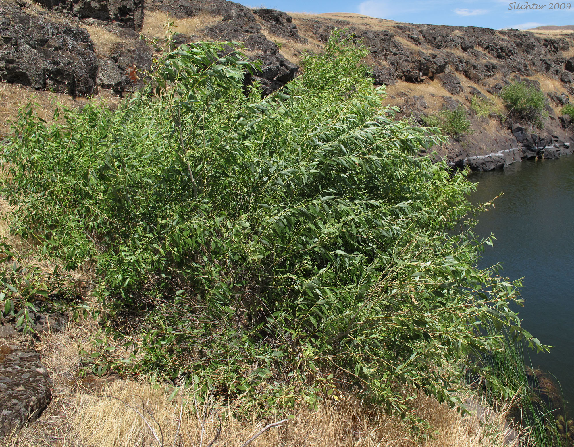 Pacific Willow, Red Willow: Salix lasiandra var. lasiandra (Synonyms: Salix lasiandra, Salix lasiandra var. abramsii, Salix lasiandra var. lancifolia, Salix lasiandra var. lyallii, Salix lasiandra var. macrophylla, Salix lasiandra var. recomponens, Salix lucida ssp. lasiandra)