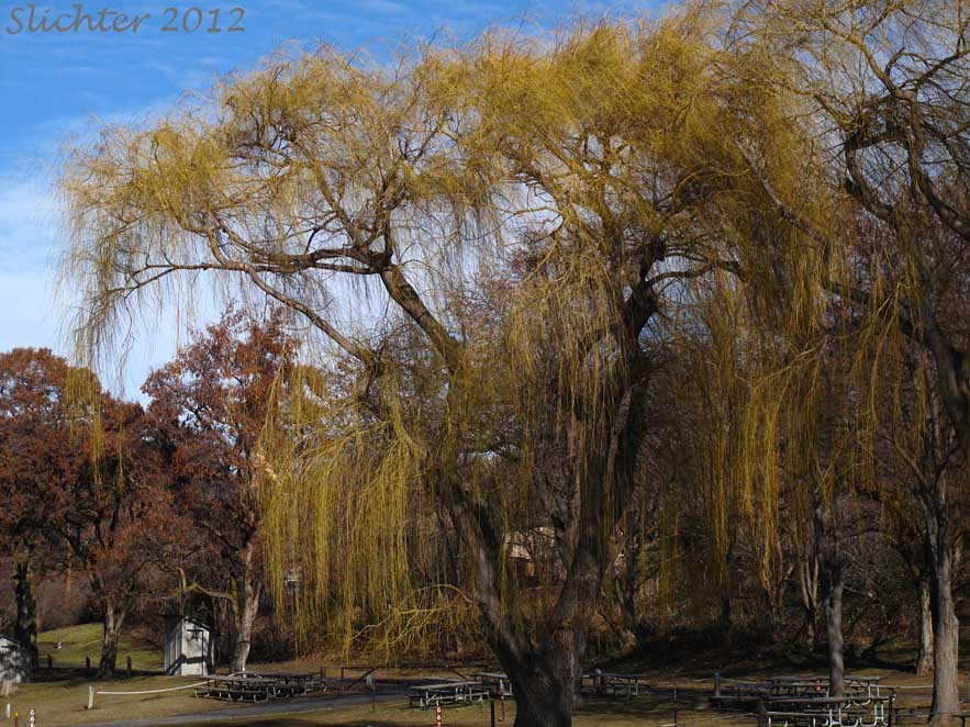 Weeping Willow: Salix x sepulcralis (Synonym: Salix x pendulina)