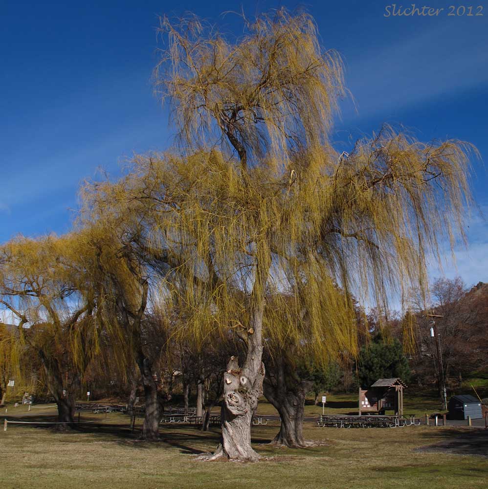 Weeping Willow: Salix x sepulcralis (Synonym: Salix x pendulina)