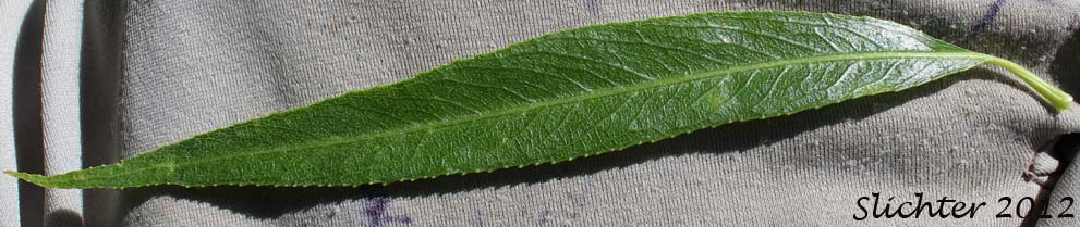Dorsal leaf surface of Weeping Willow: Salix x sepulcralis (Synonym: Salix x pendulina)