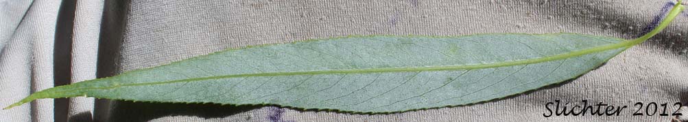 Ventral leaf surface of Weeping Willow: Salix x sepulcralis (Synonym: Salix x pendulina)
