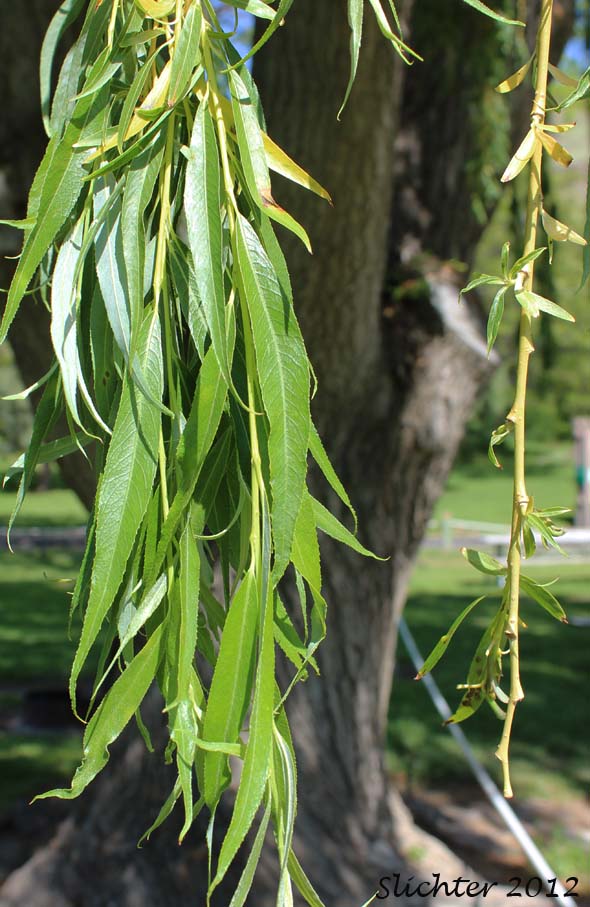 Pendant branches of Weeping Willow: Salix x sepulcralis (Synonym: Salix x pendulina)