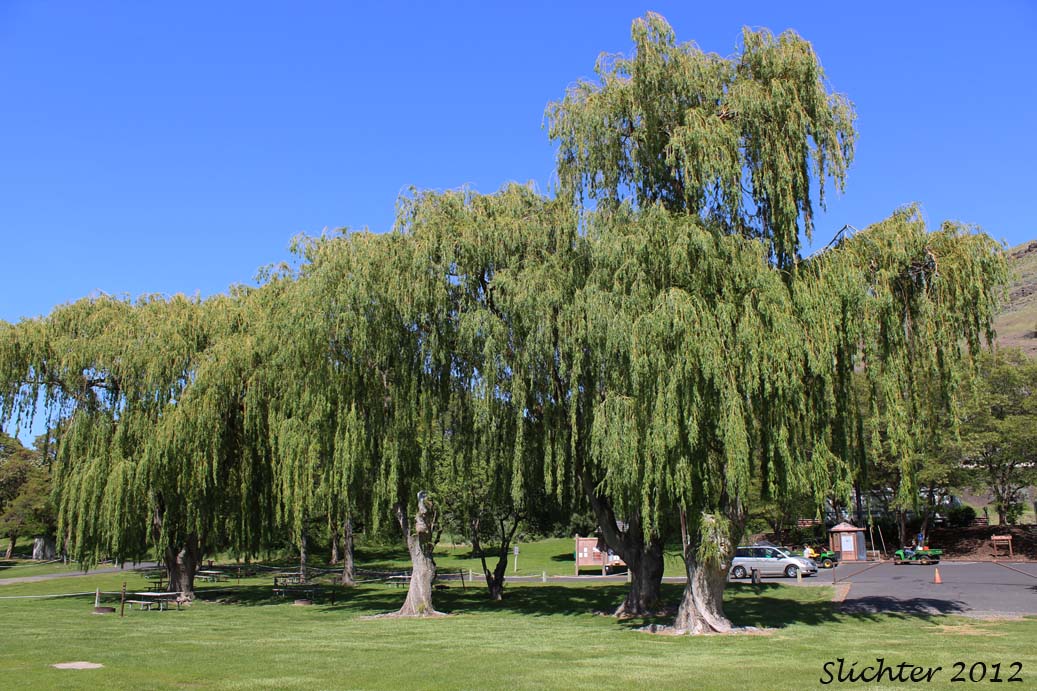 Weeping Willow: Salix x sepulcralis (Synonym: Salix x pendulina)