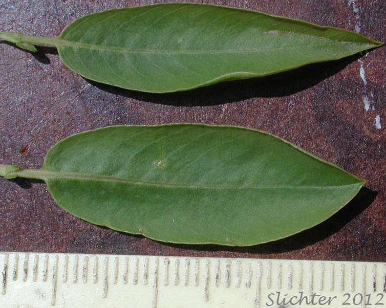 Dorsal leaf surface of Mackenzie's Willow: Salix prolixa (Synonyms: Salix cordata var. mackenzieana, Salix eriocephala ssp. mackenzieana, Salix eriocephala var. mackenzieana, Salix mackenzieana, Salix mackenzieana var. mackenzieana, Salix mackenzieana var. macrogemma, Salix rigida ssp. mackenzieana, Salix rigida var. mackenzieana, Salix rigida var. macrogemma)