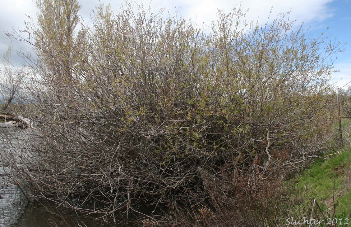 Male plant of Mackenzie's Willow: Salix prolixa (Synonyms: Salix cordata var. mackenzieana, Salix eriocephala ssp. mackenzieana, Salix eriocephala var. mackenzieana, Salix mackenzieana, Salix mackenzieana var. mackenzieana, Salix mackenzieana var. macrogemma, Salix rigida ssp. mackenzieana, Salix rigida var. mackenzieana, Salix rigida var. macrogemma)