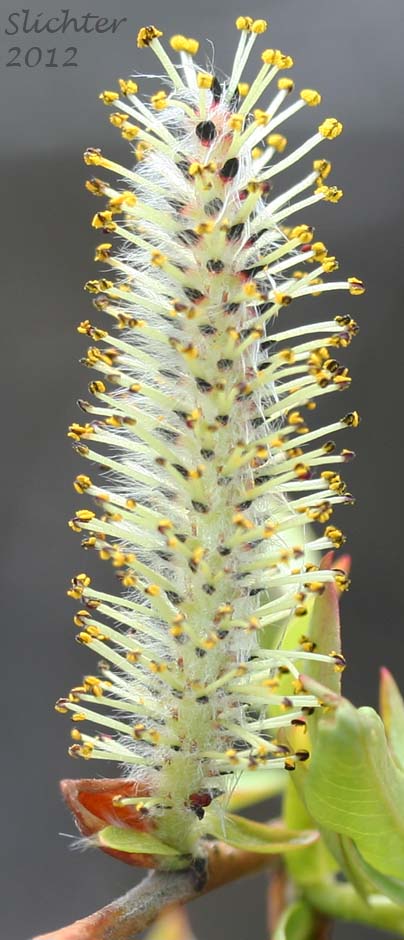 Male catkin of Mackenzie's Willow: Salix prolixa (Synonyms: Salix cordata var. mackenzieana, Salix eriocephala ssp. mackenzieana, Salix eriocephala var. mackenzieana, Salix mackenzieana, Salix mackenzieana var. mackenzieana, Salix mackenzieana var. macrogemma, Salix rigida ssp. mackenzieana, Salix rigida var. mackenzieana, Salix rigida var. macrogemma)