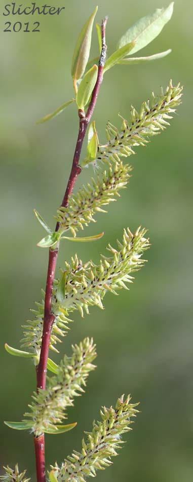 Female catkins of Mackenzie's Willow: Salix prolixa (Synonyms: Salix cordata var. mackenzieana, Salix eriocephala ssp. mackenzieana, Salix eriocephala var. mackenzieana, Salix mackenzieana, Salix mackenzieana var. mackenzieana, Salix mackenzieana var. macrogemma, Salix rigida ssp. mackenzieana, Salix rigida var. mackenzieana, Salix rigida var. macrogemma)