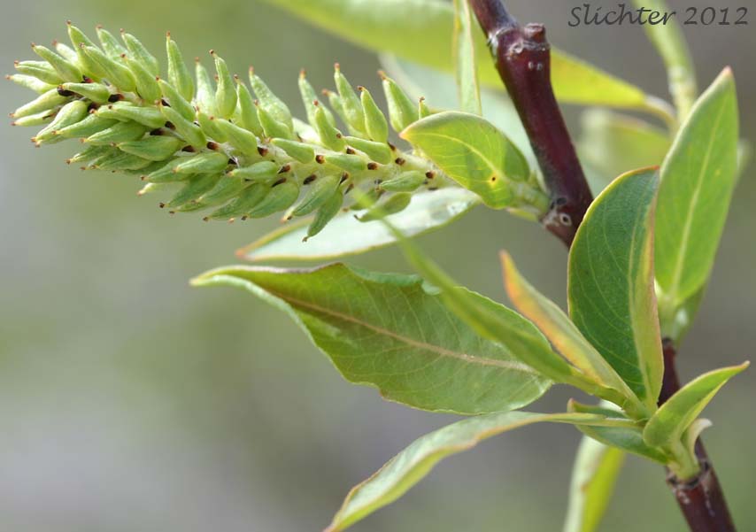 Female catkin and young leaves of Mackenzie's Willow: Salix prolixa (Synonyms: Salix cordata var. mackenzieana, Salix eriocephala ssp. mackenzieana, Salix eriocephala var. mackenzieana, Salix mackenzieana, Salix mackenzieana var. mackenzieana, Salix mackenzieana var. macrogemma, Salix rigida ssp. mackenzieana, Salix rigida var. mackenzieana, Salix rigida var. macrogemma)