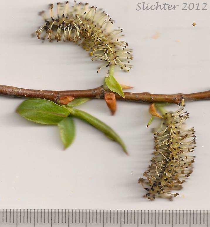 Male catkins of Mackenzie's Willow: Salix prolixa (Synonyms: Salix cordata var. mackenzieana, Salix eriocephala ssp. mackenzieana, Salix eriocephala var. mackenzieana, Salix mackenzieana, Salix mackenzieana var. mackenzieana, Salix mackenzieana var. macrogemma, Salix rigida ssp. mackenzieana, Salix rigida var. mackenzieana, Salix rigida var. macrogemma)
