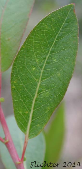 Upper leaf surface of Mackenzie's Willow: Salix prolixa (Synonyms: Salix cordata var. mackenzieana, Salix eriocephala ssp. mackenzieana, Salix eriocephala var. mackenzieana, Salix mackenzieana, Salix mackenzieana var. mackenzieana, Salix mackenzieana var. macrogemma, Salix rigida ssp. mackenzieana, Salix rigida var. mackenzieana, Salix rigida var. macrogemma) Mackenzie's Willow: Salix prolixa (Synonyms: Salix cordata var. mackenzieana, Salix eriocephala ssp. mackenzieana, Salix eriocephala var. mackenzieana, Salix mackenzieana, Salix mackenzieana var. mackenzieana, Salix mackenzieana var. macrogemma, Salix rigida ssp. mackenzieana, Salix rigida var. mackenzieana, Salix rigida var. macrogemma)