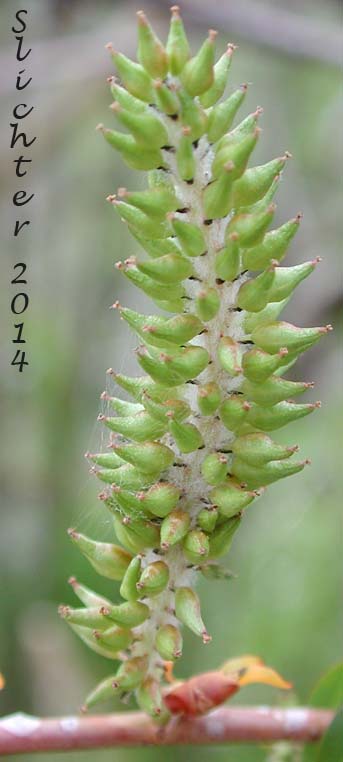 Female spike of Mackenzie's Willow: Salix prolixa (Synonyms: Salix cordata var. mackenzieana, Salix eriocephala ssp. mackenzieana, Salix eriocephala var. mackenzieana, Salix mackenzieana, Salix mackenzieana var. mackenzieana, Salix mackenzieana var. macrogemma, Salix rigida ssp. mackenzieana, Salix rigida var. mackenzieana, Salix rigida var. macrogemma) Mackenzie's Willow: Salix prolixa (Synonyms: Salix cordata var. mackenzieana, Salix eriocephala ssp. mackenzieana, Salix eriocephala var. mackenzieana, Salix mackenzieana, Salix mackenzieana var. mackenzieana, Salix mackenzieana var. macrogemma, Salix rigida ssp. mackenzieana, Salix rigida var. mackenzieana, Salix rigida var. macrogemma)