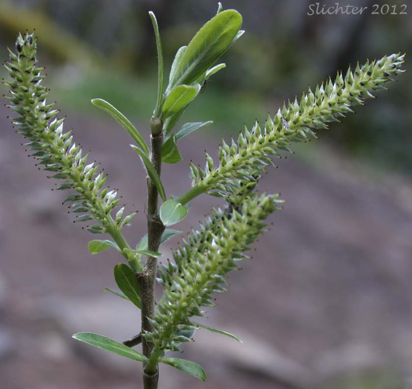 Female catkins of Sitka Willow: Salix sitchensis (Synonyms: Salix coulteri, Salix cuneata, Salix sitchensis var. congesta, Salix sitchensis var. denudata, Salix sitchensis var. parviflora, Salix sitchensis var. ralphiana)