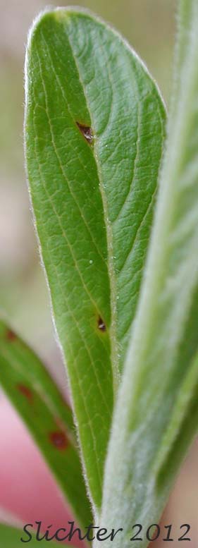 Dorsal leaf surface of Sitka Willow: Salix sitchensis (Synonyms: Salix coulteri, Salix cuneata, Salix sitchensis var. congesta, Salix sitchensis var. denudata, Salix sitchensis var. parviflora, Salix sitchensis var. ralphiana)