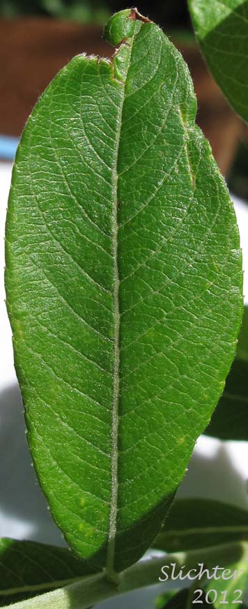Dorsal leaf surface of Sitka Willow: Salix sitchensis (Synonyms: Salix coulteri, Salix cuneata, Salix sitchensis var. congesta, Salix sitchensis var. denudata, Salix sitchensis var. parviflora, Salix sitchensis var. ralphiana)