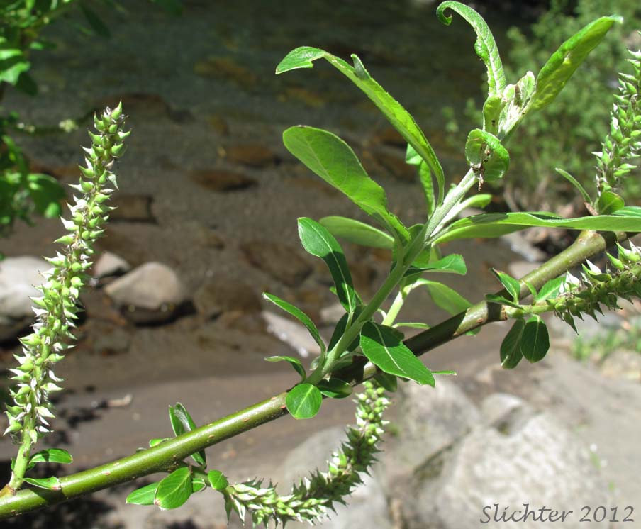 Sitka Willow: Salix sitchensis (Synonyms: Salix coulteri, Salix cuneata, Salix sitchensis var. congesta, Salix sitchensis var. denudata, Salix sitchensis var. parviflora, Salix sitchensis var. ralphiana)