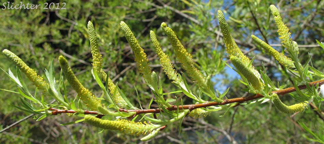 New foliage and male catkins of Unidentified Columbia River Gorge Willow #26