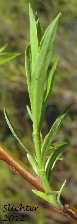 New leaves of Unidentified Columbia River Gorge Willow #26
