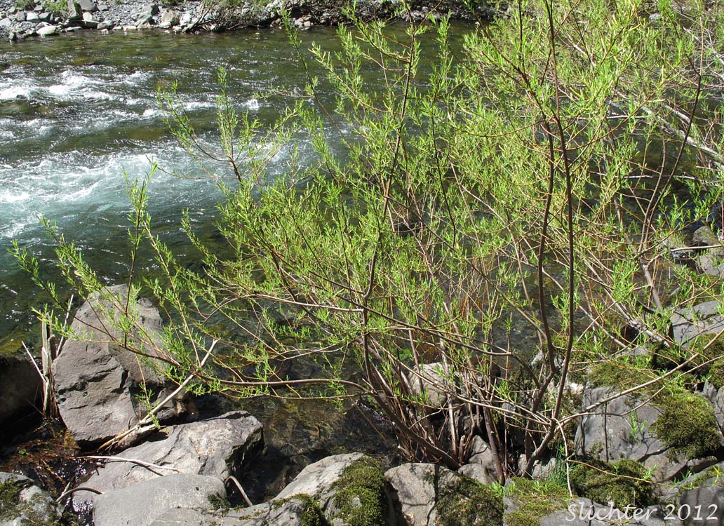 Unidentified Columbia River Gorge Willow #26