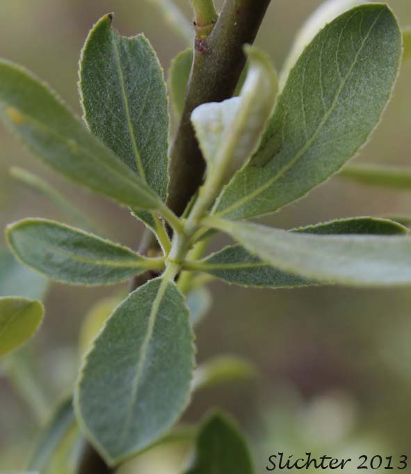 Young stem leaves of Unidentified Columbia River Gorge Willow #28