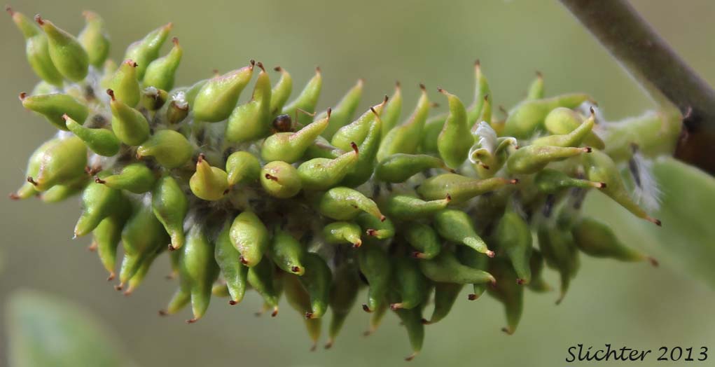 Female catkin of Unidentified Columbia River Gorge Willow #28