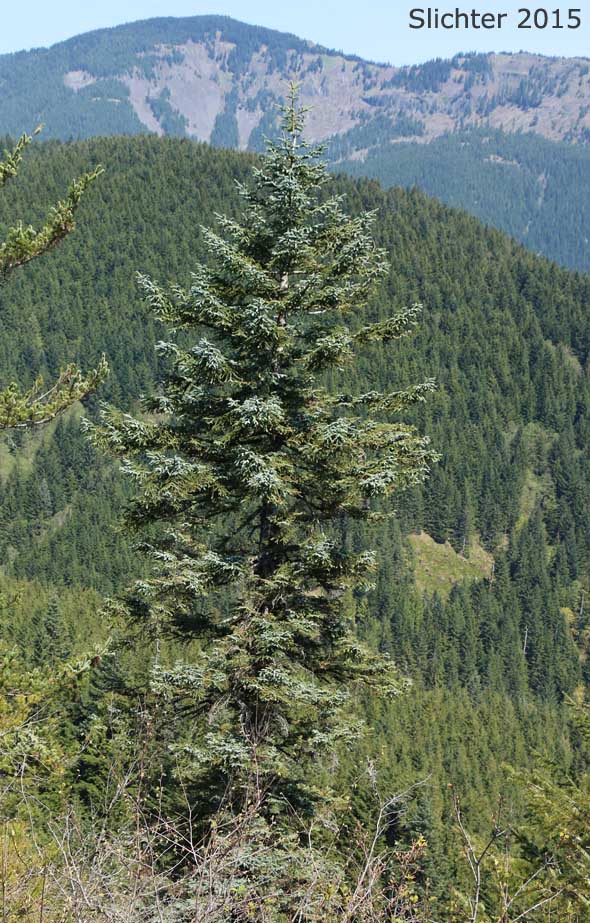 Noble Fir, Red Fir, White Fir: Abies procera (Synonym: Abies nobilis)