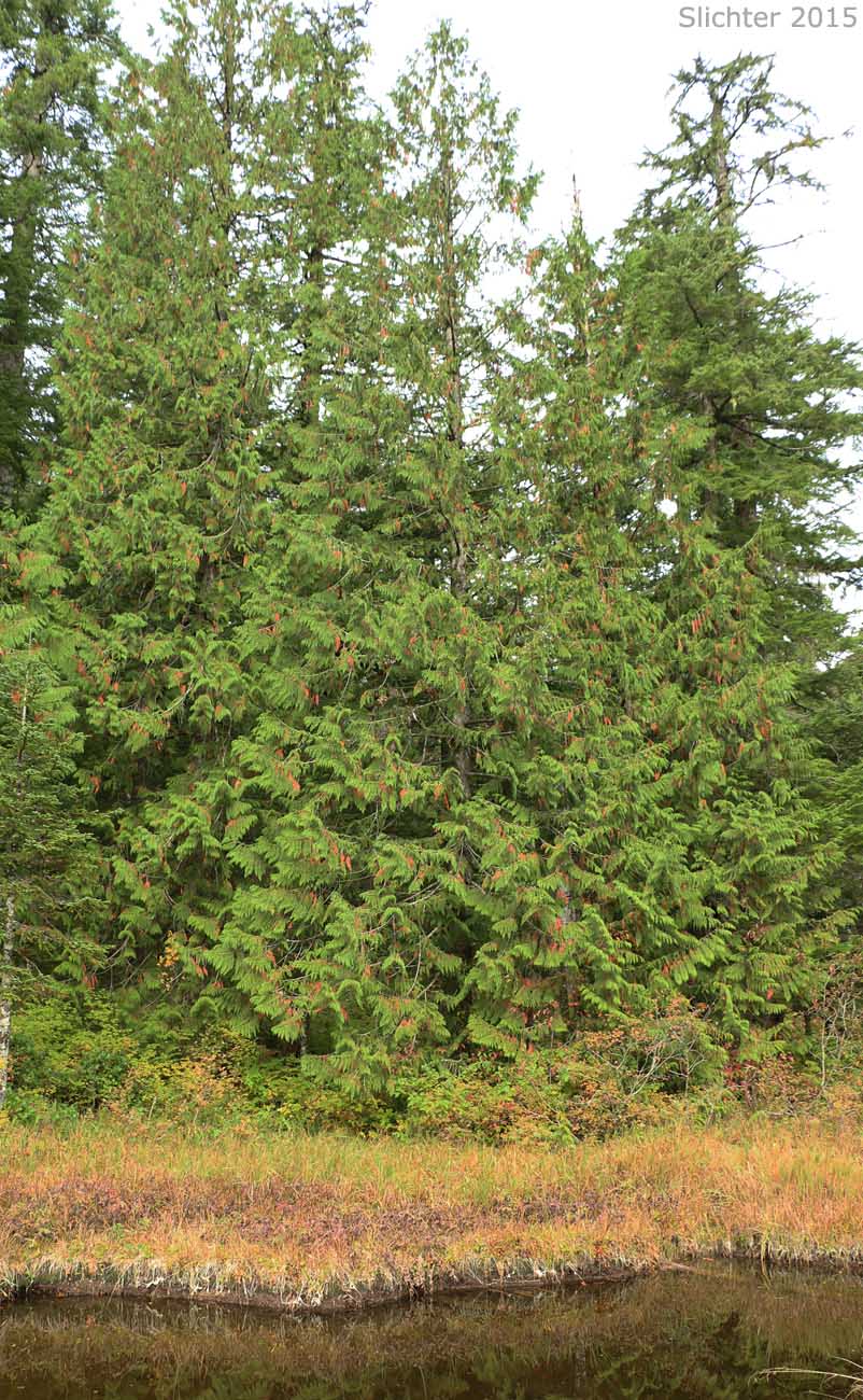Alaska-cedar, Nootka Cedar, Nootka Cypress, Sitka Cedar, Sitka Cypress, Yellow-cypress, Alaska Yellow-cedar: Callitropsis nootkatensis (Synonyms: Chamaecyparis nootkatensis, Cupressus nootkatensis)