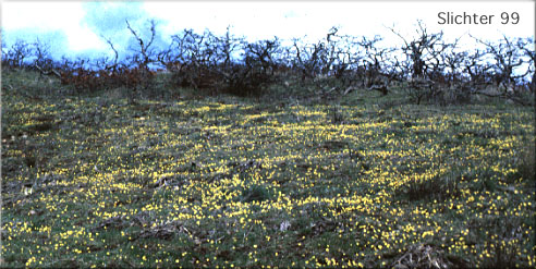 An early season view of Hood River Mt. Meadows with Gold Stars (Crocidium multicaule) in the foreground and Oregon White Oak in the background.