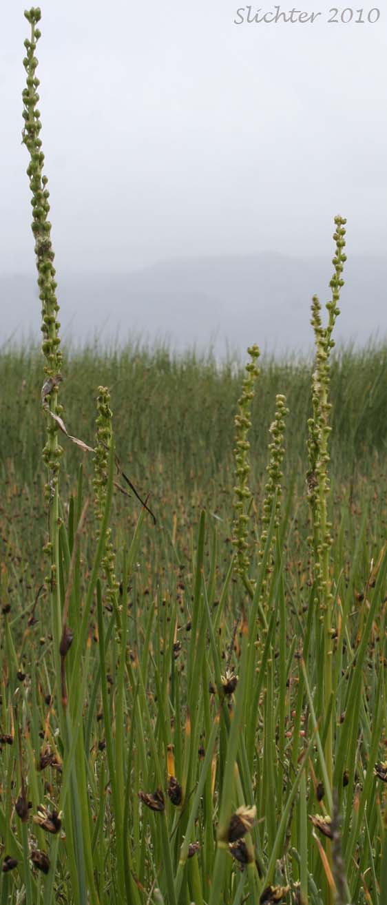 Seaside Arrowgrass, Seaside Arrow-grass: Triglochin maritima (Synonyms: Triglochin elata, Triglochin maritimum)